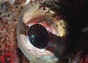 parasiteoneye.jpg