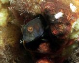 Seaweed Blenny.jpg