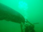 whale dive 069.jpg