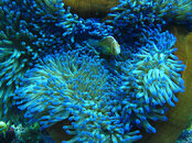 clownfish.JPG