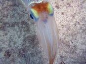 squid 2.jpg