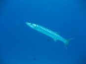 IMG_0623.jpg
