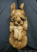 eyepup.jpg