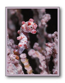 Pygmy Seahorse 2 copy.jpg