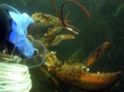 A nice lobster, NL081206.jpg