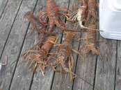 Lots-O-Lobsters 003.jpg