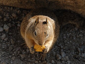 Squirrel.jpg