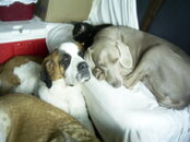 Puppers 009.jpg