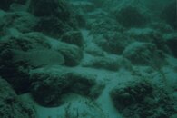 jetty fish small.jpg