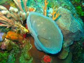 Roatan1.jpg