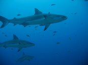 Roatan - Shark.jpg