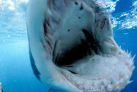 Shark.jpg