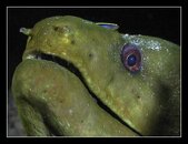 moray povitch bt.JPG