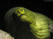 green moray.JPG