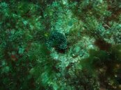 A Black Spotted Nudibranch.JPG