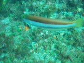 Maori Wrasse.JPG