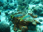 IMG_1727.JPG