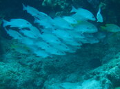 IMG_1767.JPG