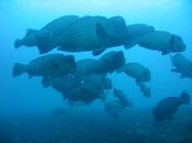 humphead parrotfish.JPG