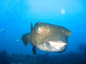 pufferfish.JPG