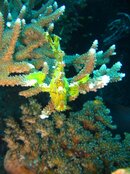 stonefish.JPG