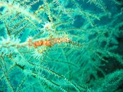 yellow red Ghost pipefish.JPG