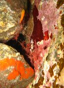 cleaner shimp.JPG