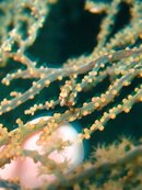 close up pygmy sea horse.JPG