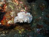 nudibranch.JPG