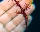 red Ghost pipefish.JPG