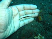 brown ghost pipefish.JPG
