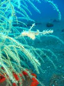 white ghost pipefish.JPG