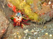 mantis prawn.JPG
