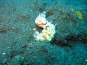 two nudibranch.JPG