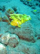 yellow frog fish.JPG
