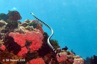 Anilao Aphol's Rock Banded Sea Snake Laticauda colubrina2 Medium Web view.jpg