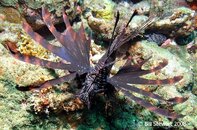 Anilao Aphol's Rock Turkeyfish Pterois volitans2 Medium Web view.jpg