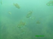 Cayuna Pits 27.JPG