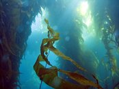 kelp forest.JPG