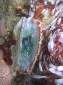 small clam.jpg