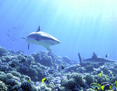 IMG_0501 copy.jpg