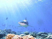 IMG_0473 copy.jpg