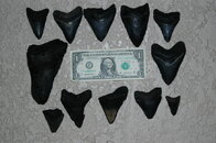 JULY 12 TEETH.jpg