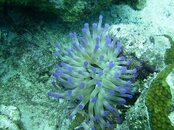 anemone cayman islands.jpg
