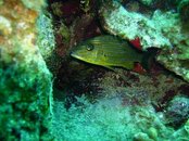 French Grunt Cayman Islands.jpg