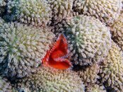 horseshoe feather duster 1.jpg