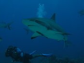 sharks.jpg