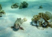 Spotted_Grouper.jpg