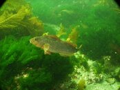 greenling.JPG