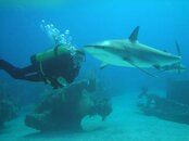 Shark with Tricia.jpg